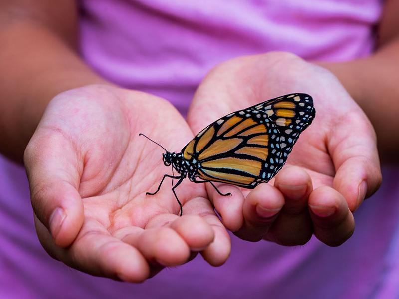 Image of child holding butterfly